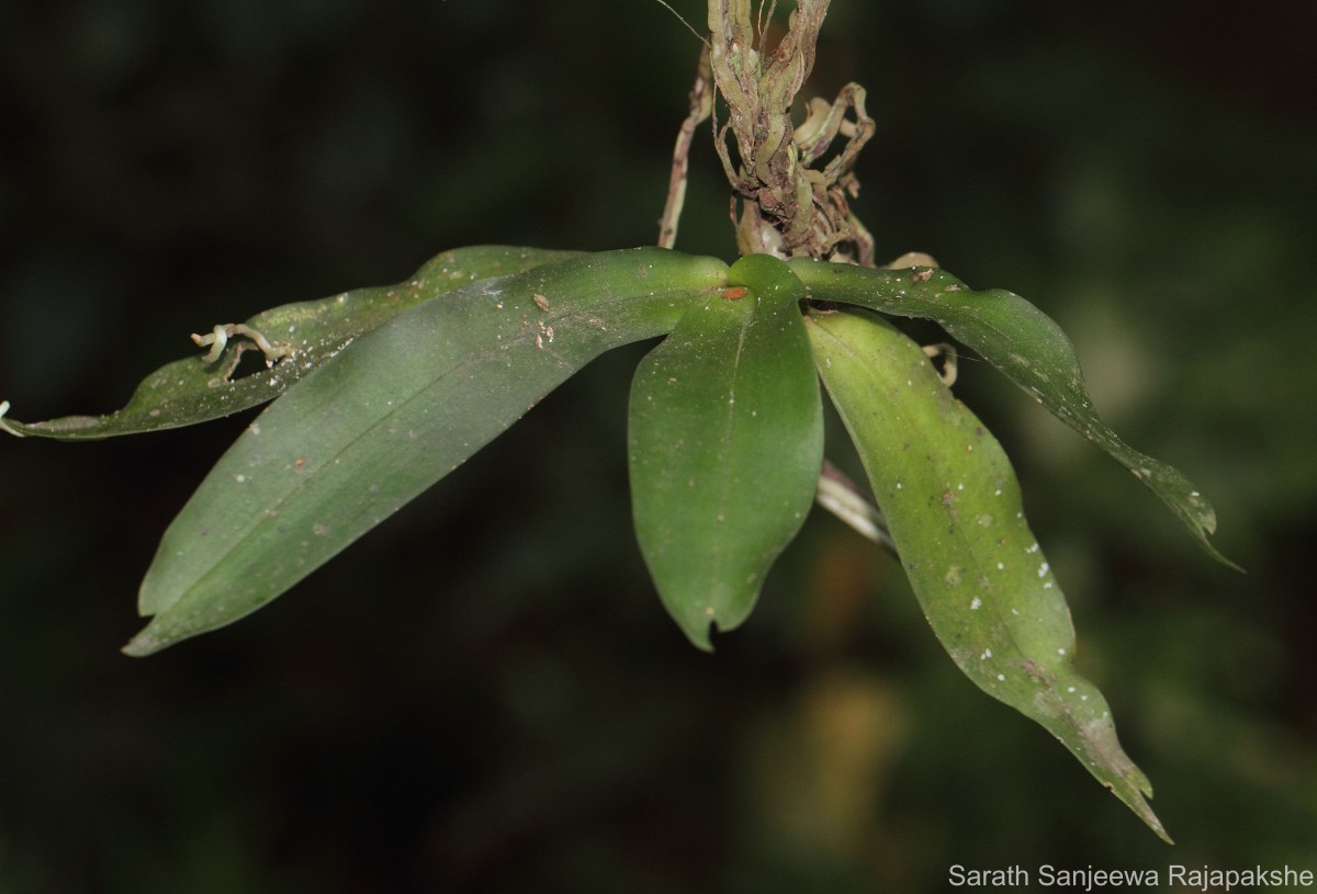 Gastrochilus acaulis (Lindl.) Kuntze